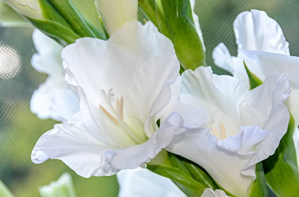 Белый цветок гладиолуса imbricatus, крупный план . — стоковое фото