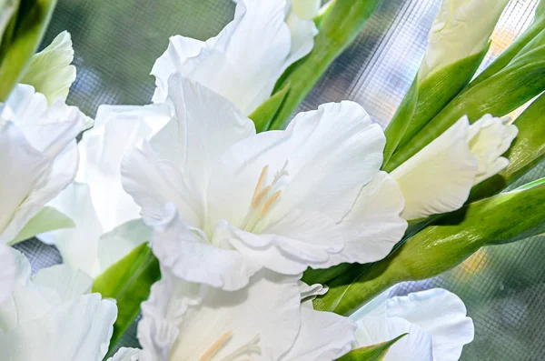 Flor Gladiolus imbricatus blanca, de cerca . — Foto de Stock