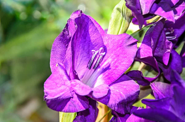 Blue violet Gladiolus imbricatus flowers, near window, close up — Stock Photo, Image