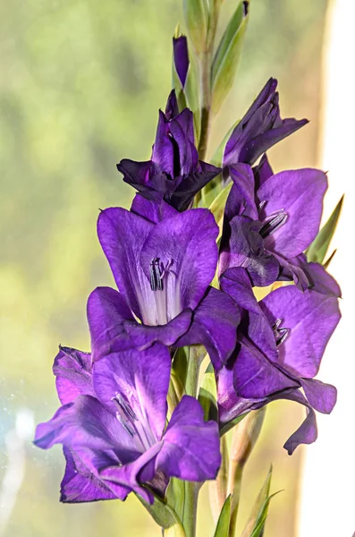 Bleu violet Gladiolus imbricatus fleurs, près de la fenêtre, gros plan — Photo
