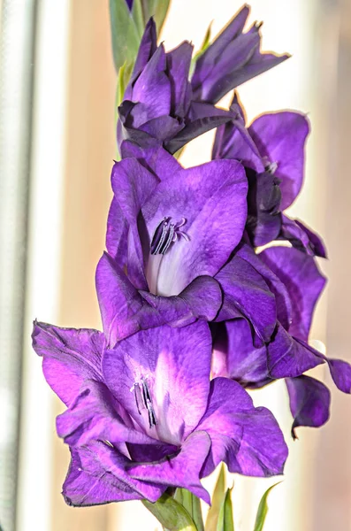 Azul violeta Gladiolus imbricatus flores, cerca de la ventana, de cerca —  Fotos de Stock