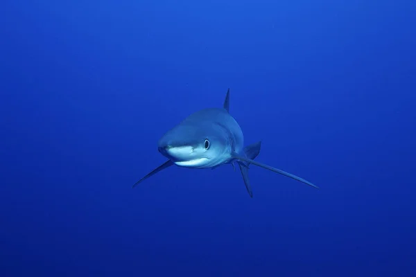 Tiburón azul (Prionace glauca ) — Foto de Stock