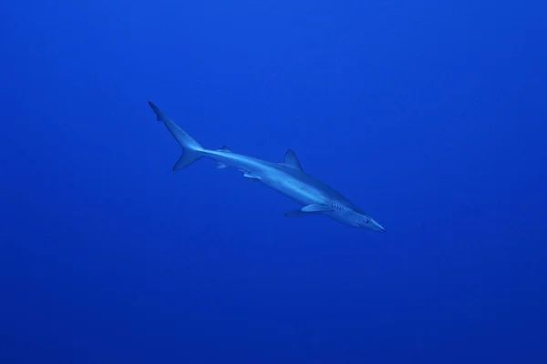 Tubarão-azul (Prionace glauca ) — Fotografia de Stock