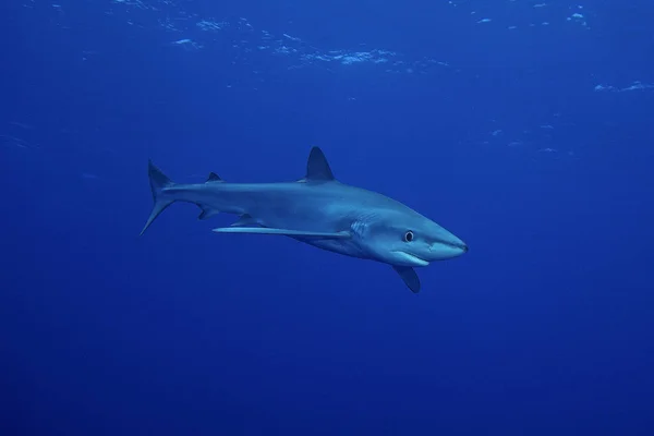 Tiburón azul (Prionace glauca ) — Foto de Stock
