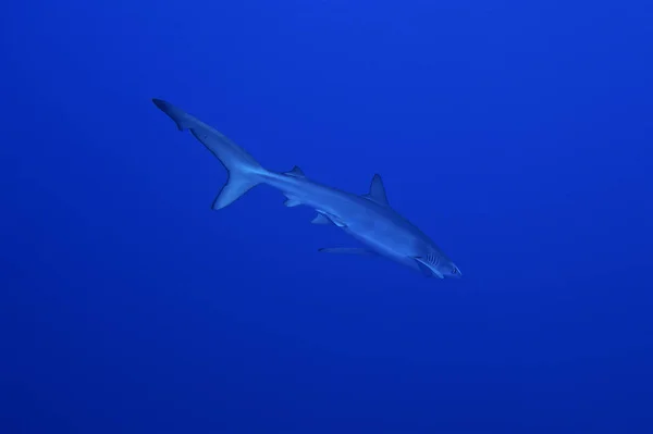 Blauwe haai (prionace glauca) — Stockfoto