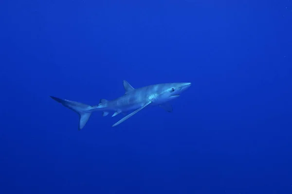 蓝色鲨鱼鲨) — 图库照片