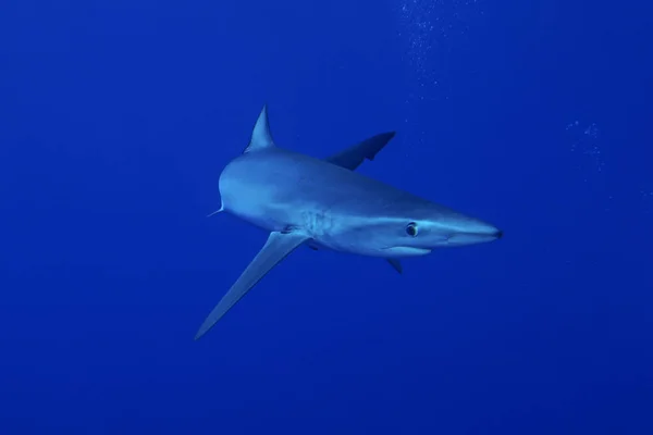 Blauwe haai (prionace glauca) — Stockfoto