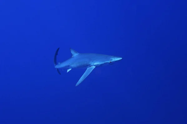 Tubarão-azul (Prionace glauca ) — Fotografia de Stock
