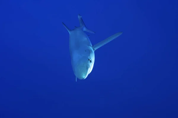 Καρχαρίας ο γλαυκός (οι συµβαίνει) — Φωτογραφία Αρχείου