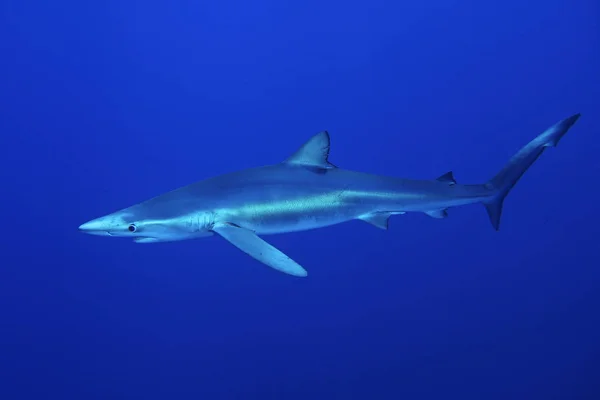 Blue shark (Prionace glauca) — Stock Photo, Image