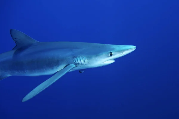 Blue shark (Prionace glauca) — Stock Photo, Image