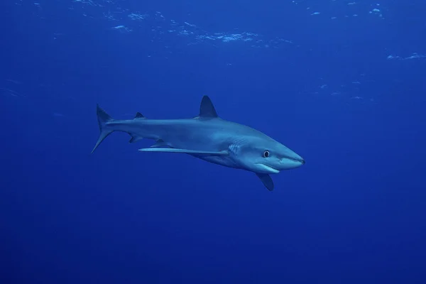 Blue shark (Prionace glauca) — Stock Photo, Image