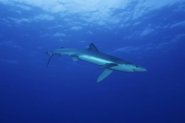 Tubarão-azul (Prionace glauca ) Imagem De Stock