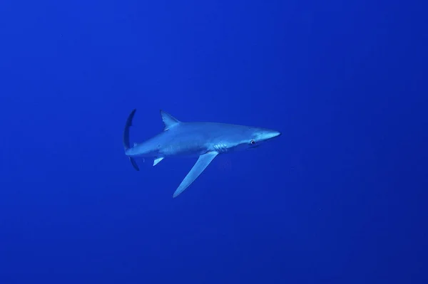 Blue shark (Prionace glauca) — Stock Photo, Image