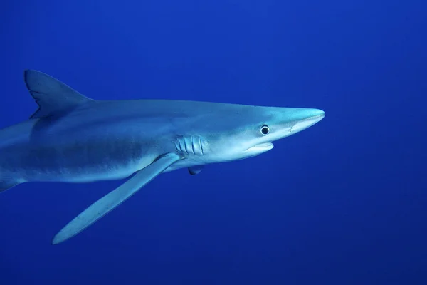 Tubarão-azul (Prionace glauca ) — Fotografia de Stock