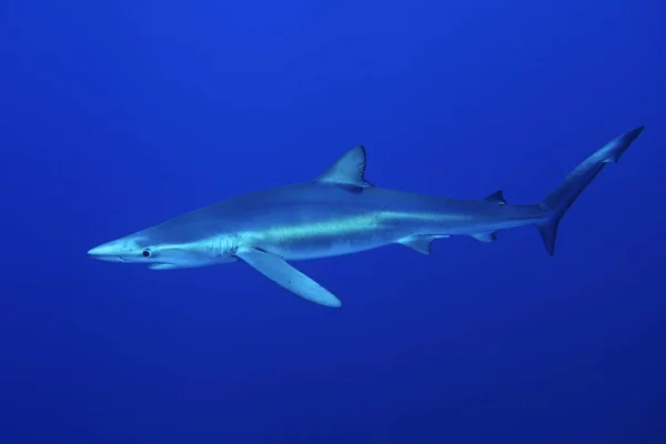Синяя акула (Prionace glauca ) Лицензионные Стоковые Изображения