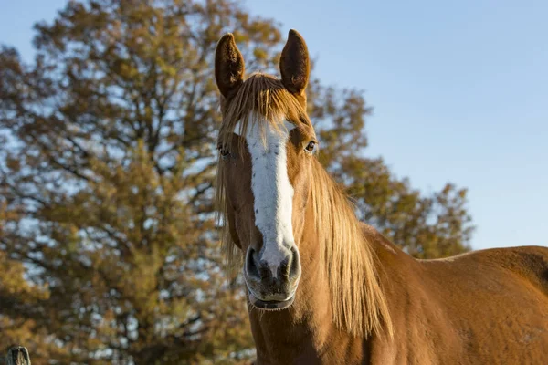 Caballo — Foto de Stock