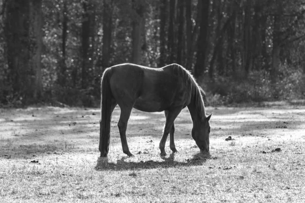 Cavallo — Foto Stock