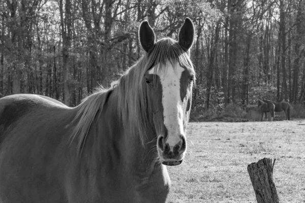 Caballo — Foto de Stock