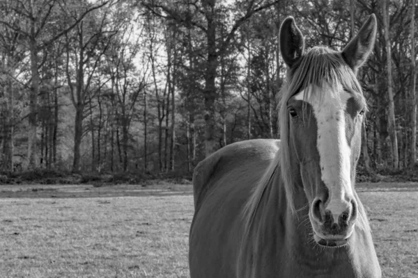 Cavalo — Fotografia de Stock