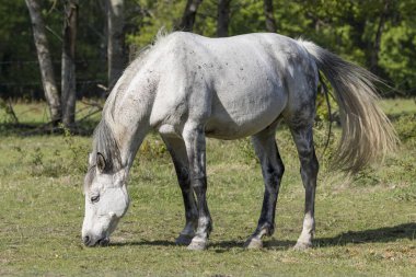At ve doğa, Auvergne, Fransa.