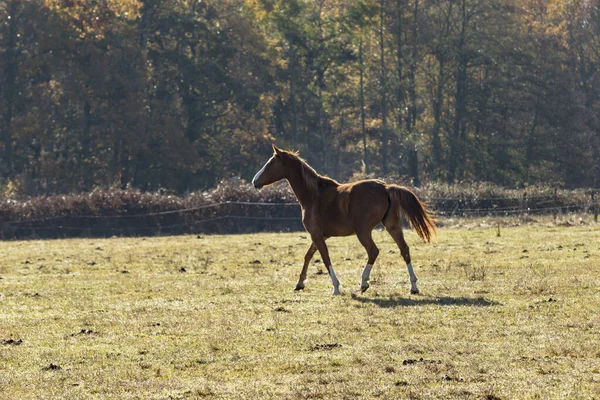 Cavallo — Foto Stock