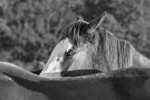 Cavalo — Fotografia de Stock