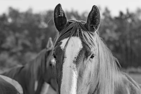 Cavalo — Fotografia de Stock