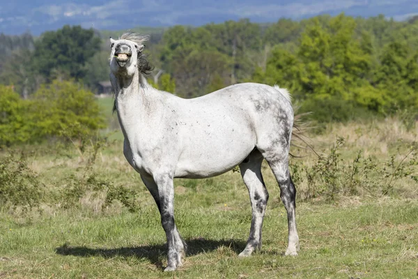 Häst Och Natur Auvergne Frankrike — Stockfoto