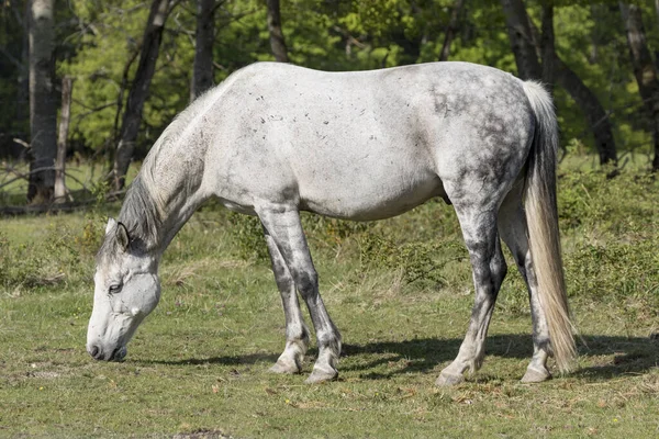 Häst Och Natur Auvergne Frankrike — Stockfoto