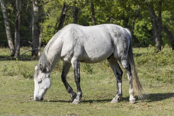 Häst Och Natur Auvergne Frankrike — Stockfoto