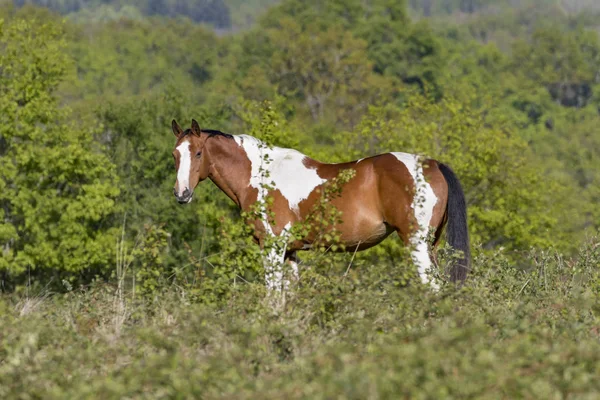 Häst Och Natur Auvergne Frankrike — Stockfoto