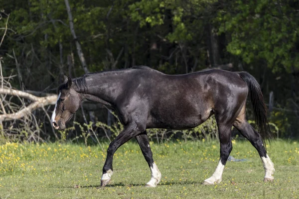 Cavallo Natura Alvernia Francia — Foto Stock