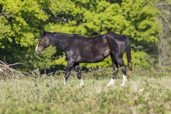 Cavallo Natura Alvernia Francia — Foto Stock
