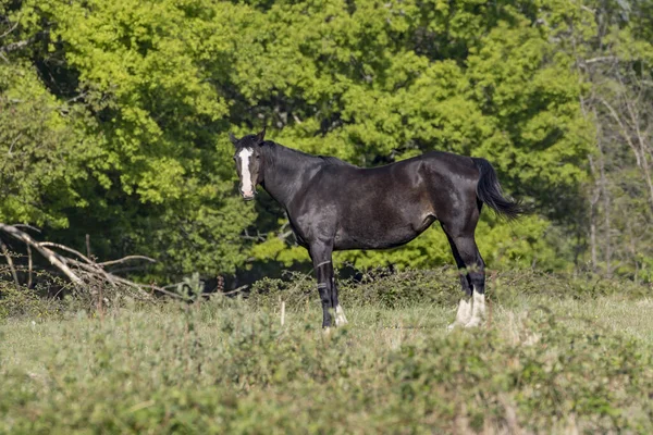 Paard Natuur Auvergne Frankrijk — Stockfoto