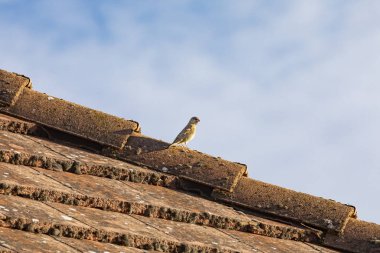 House Sparrow-Passereaux (Passer domesticus)