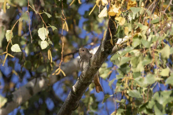 Casa gorrión-Passereaux (Passer domesticus ) —  Fotos de Stock