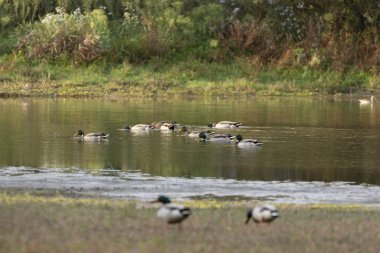 Mallard-Canard Colvert (Anas platyrhynchos)