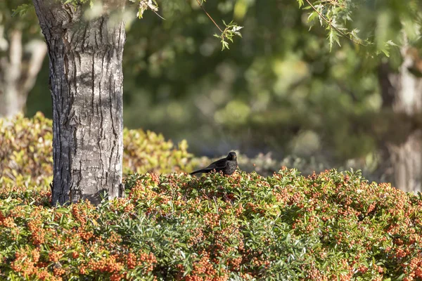 Common blackbird-Merle noir (Turdus merula)