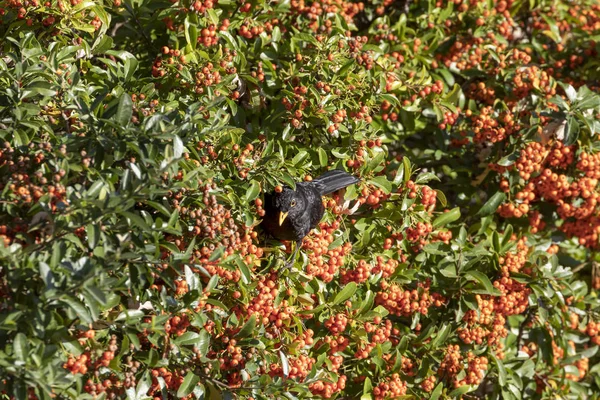 Common blackbird-Merle noir (Turdus merula)