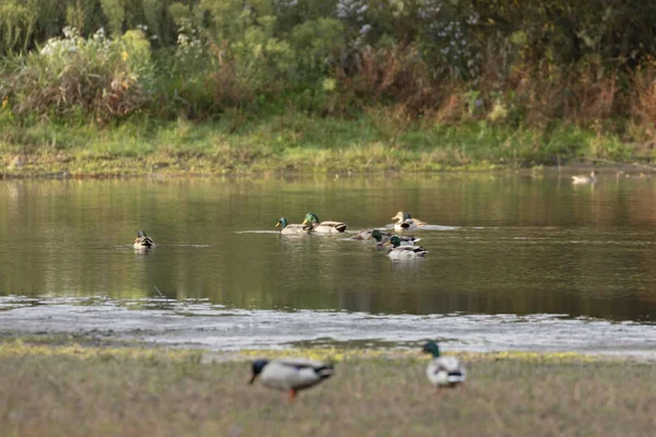 Mallard-Canard colvert (Anas platyrhynchos) — Fotografia de Stock