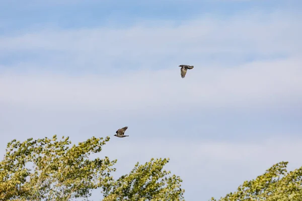 Flying birds — Stock Photo, Image