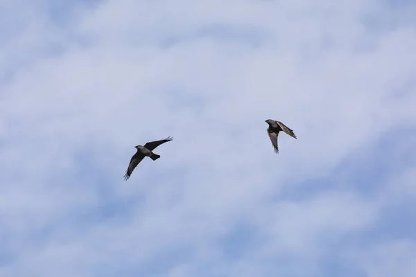 Aves voadoras — Fotografia de Stock