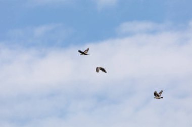 uçan kuşlar
