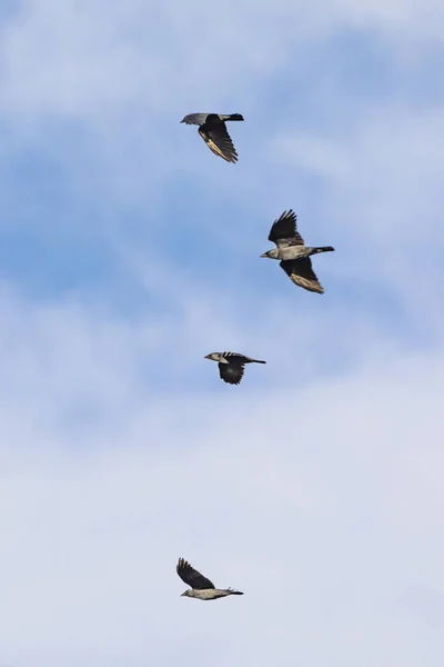 Flying birds — Stock Photo, Image