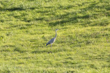 Gri balıkçıl-He-Ron cendre)