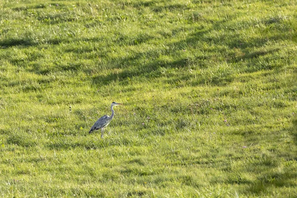 Garça-de-peito-grisalho-dourado (Ardea cinerea ) — Fotografia de Stock