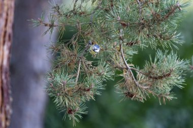 Harika meme-mesange charbonnière (Parus major) 