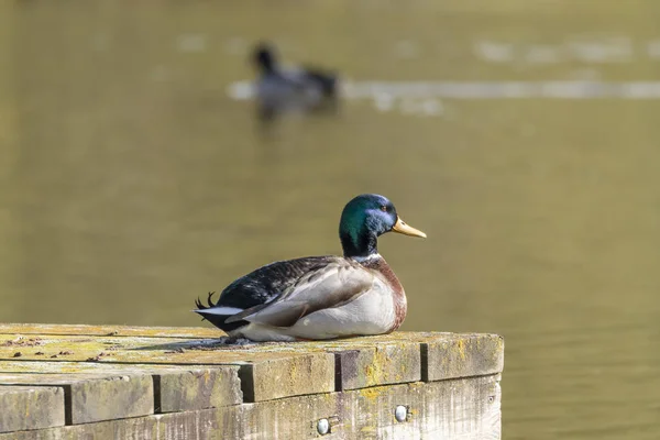 Mallard-Canard colvert (Anas platyrhynchos) — Fotografia de Stock