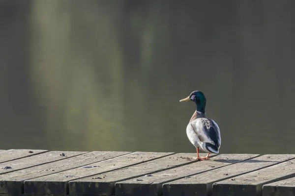 Pato-de-palha (Anas platyrhynchos ) — Fotografia de Stock